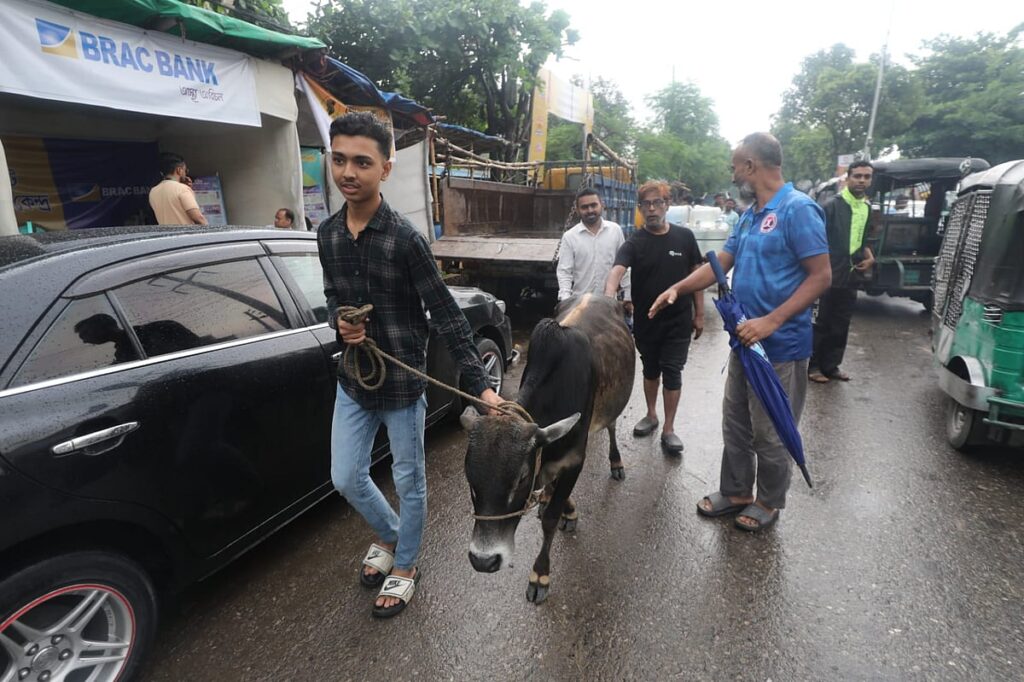 Bargaining Over Cow Ends After Two Hours, Final Sale Price Revealed