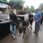 Bargaining Over Cow Ends After Two Hours, Final Sale Price Revealed