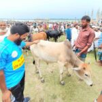 Barisal Cattle Markets Face Sales Slump Amid Rising Prices