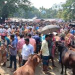 Buffalo Stampede Kills Two at Bangladesh Cattle Market