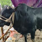 Crowd around ‘Commissioner’ in Mymensingh, farmers hope to sell for 5.5 lakhs