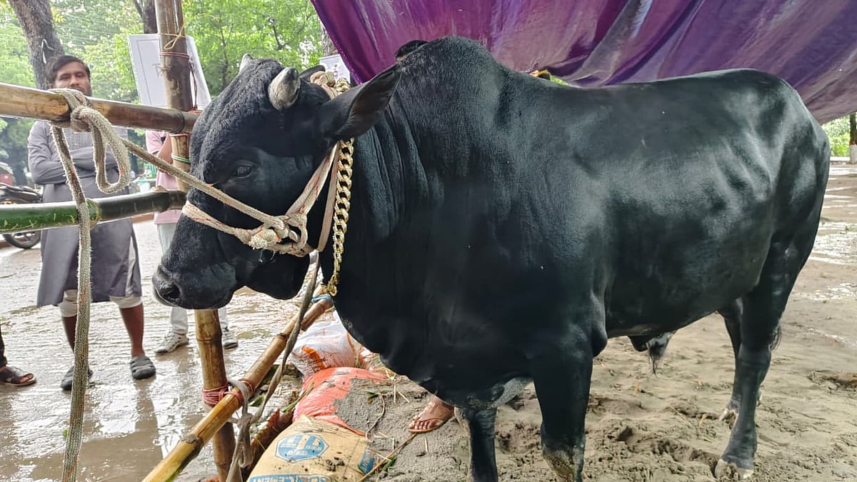Crowd around ‘Commissioner’ in Mymensingh, farmers hope to sell for 5.5 lakhs