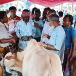 Farmers are relieved to be able to sell cows at a good price