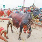 Rising Costs Lead to Decline in Animal Sacrifices