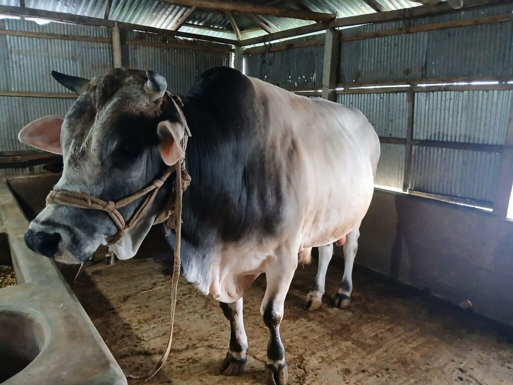 Lalmonirhat Cattle Market Sees Unsold Thousand-Kilogram Bull