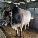 Lalmonirhat Cattle Market Sees Unsold Thousand-Kilogram Bull