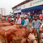 Rain dampens final day of Dhaka cattle markets