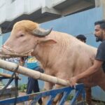 Donald Trump named buffalo withdrawn from Qurbani sale