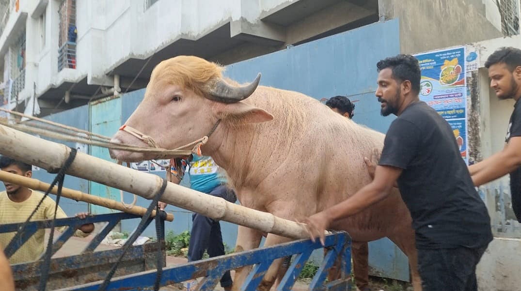 Donald Trump named buffalo withdrawn from Qurbani sale