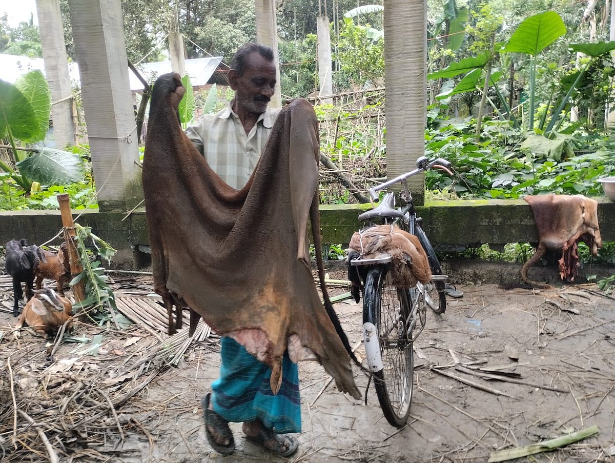 Gaibandha Hide Traders Face Financial Crisis Amid Sluggish Wholesale Demand