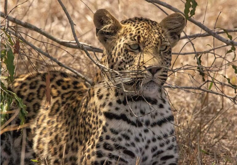 South Africa to export four cheetahs to Bangladesh in multimillion-taka conservation initiative