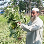 গভীর রাতে কৃষকের সবজি বাগান তছনছ করল দুর্বৃত্তরা