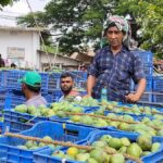 Rajshahi mango market struggles with sluggish demand and falling prices after Eid