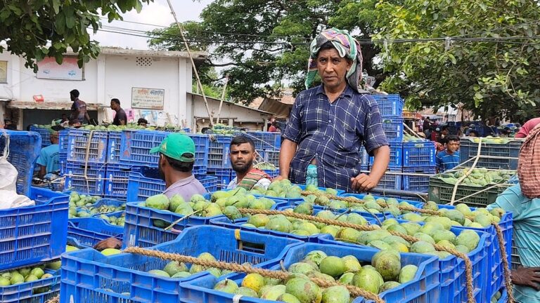 Rajshahi mango market struggles with sluggish demand and falling prices after Eid