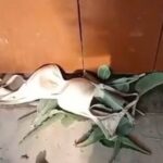 পূর্বস্থলীর স্কুলে শ্রেণিকক্ষে অশালীন বস্তু উদ্ধারের ঘটনায় চাঞ্চল্য ও পুলিশের তদন্ত শুরু
