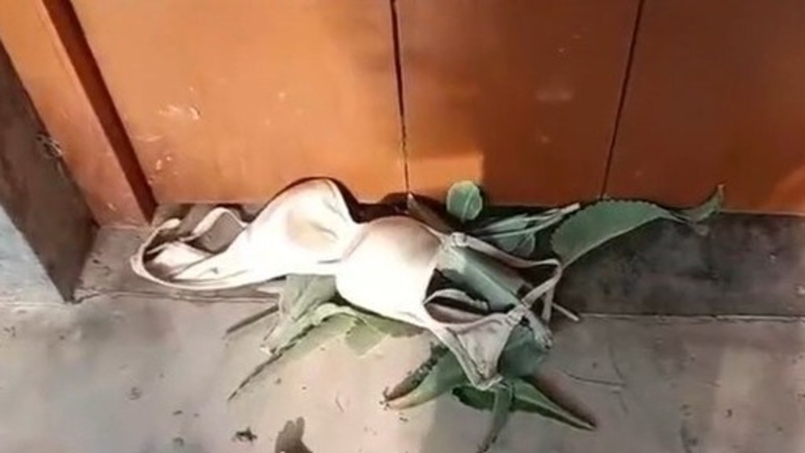 পূর্বস্থলীর স্কুলে শ্রেণিকক্ষে অশালীন বস্তু উদ্ধারের ঘটনায় চাঞ্চল্য ও পুলিশের তদন্ত শুরু