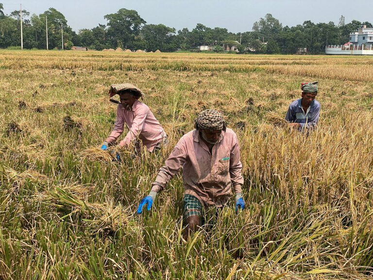 খাদ্যনিরাপত্তা নিশ্চিতে ১০ হাজার কোটি টাকার পুনঃ অর্থায়ন স্কিম চালু করল বাংলাদেশ ব্যাংক
