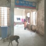 রংপুর মেডিকেল হাসপাতালের আইসিইউতে কুকুরের অবাধ বিচরণ ও চরম অস্বাস্থ্যকর পরিবেশ