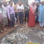 ফেনীতে জেলি পুশ করা ৮০ কেজি চিংড়ি জব্দ, আড়তদারকে জরিমানা
