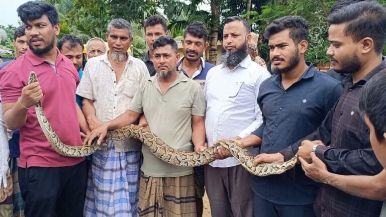 দীঘিনালায় ৮ ফুটের বার্মিজ অজগর উদ্ধার বন বিভাগে হস্তান্তর
