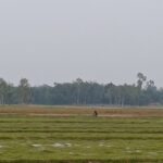 লালমনিরহাটের পাটগ্রাম সীমান্তে ভারতীয় নাগরিককে পুশইনের চেষ্টা রুখে দিল বিজিবি