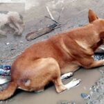 বগুড়ায় পথকুকুরকে ধারালো অস্ত্র দিয়ে জখম, অভিযুক্ত গ্রেপ্তার