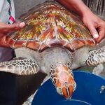শ্যামনগরে জেলেদের জালে ধরা পড়া বিরল প্রজাতির কচ্ছপ বন বিভাগের কাছে হস্তান্তর