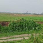বগুড়ায় যমুনার চরে মহিষের খামারিদের অপহরণ, মুক্তিপণ দাবি ২০ লাখ টাকা