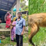 কালিয়াকৈরে শিয়ালের কামড়ে নারী ও শিশুসহ আহত ২০