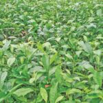 পঞ্চগড়ে সারের তীব্র সংকটে চা উৎপাদন ব্যাহত পোকার আক্রমণে দিশাহারা চাষিরা
