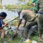 বাগেরহাটের খানজাহান আলী দিঘি থেকে কুমির উদ্ধার করে খুলনায় স্থানান্তর
