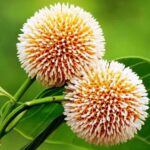 আষাঢ়ের আগমনে সজীব প্রকৃতি ও কৃষকের নতুন স্বপ্নের হাতছানি