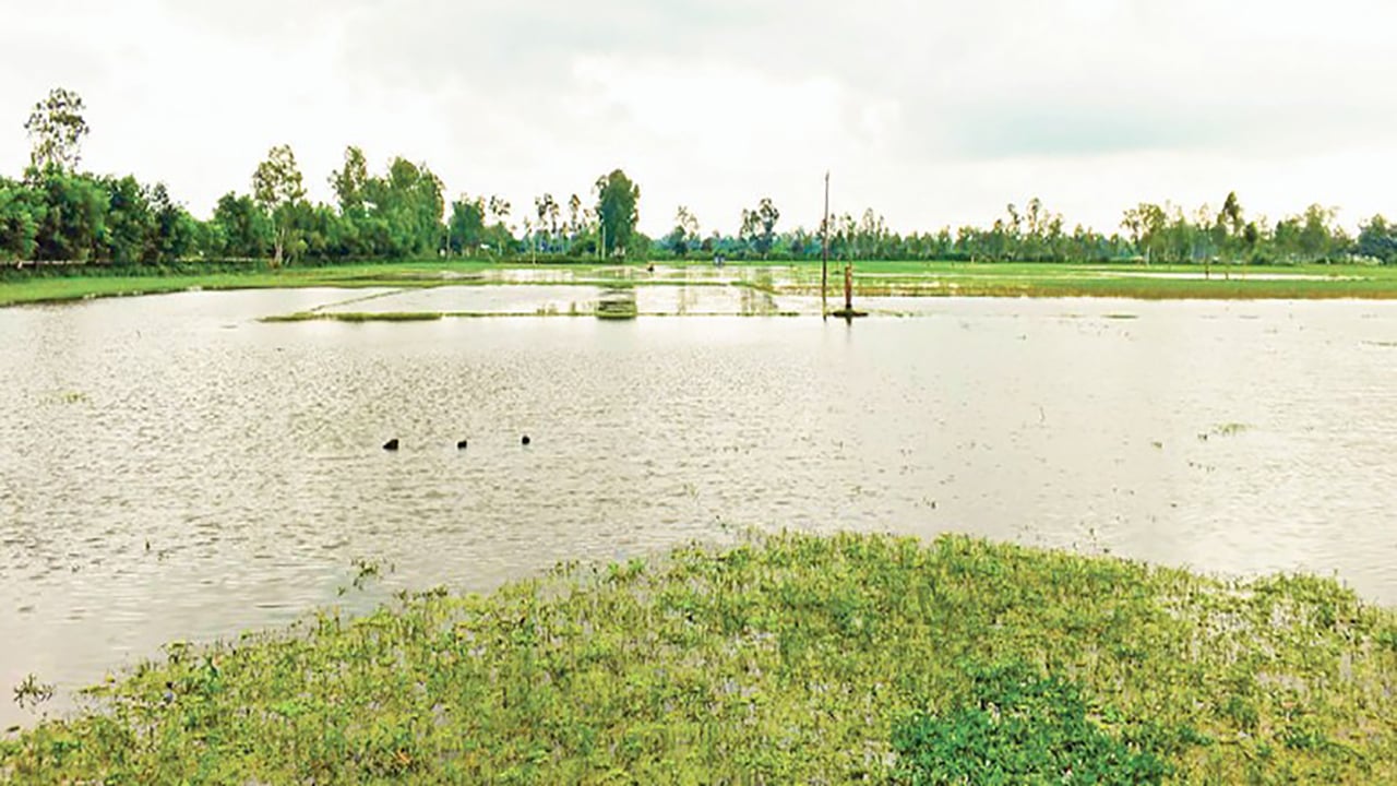 সিরাজগঞ্জের রায়গঞ্জে জলাবদ্ধতায় ৮৩৩ হেক্টর জমি অনাবাদি তিন হাজার টন ধান উৎপাদন ব্যাহত