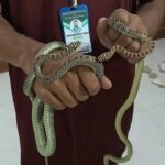 বরিশাল ডিআইজি কার্যালয়ের দেয়াল ভেঙে উদ্ধার এক জোড়া কালনাগিনী সাপ