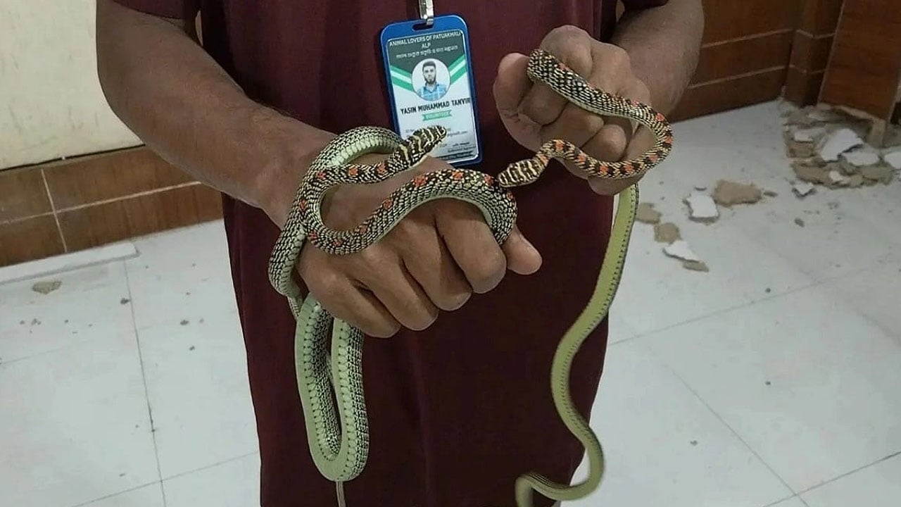 বরিশাল ডিআইজি কার্যালয়ের দেয়াল ভেঙে উদ্ধার এক জোড়া কালনাগিনী সাপ
