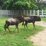 Dhaka National Zoo Expands Collection With Arrival of African Wildlife