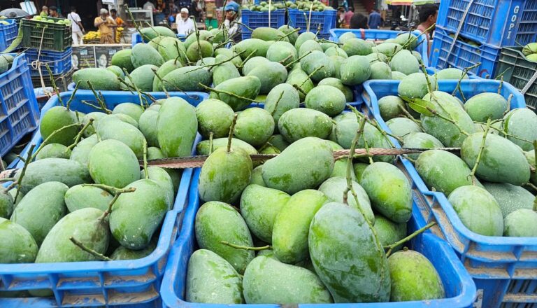Heatwave Causes Premature Ripening of Naogaon Mangoes, Hitting Farmer Profits