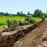 Uprooting of Lightning-Protection Palm Trees During Road Construction Sparks Outcry in Ullapara