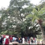 Rescued man lured from 100-foot tree after day-long standoff in Natore