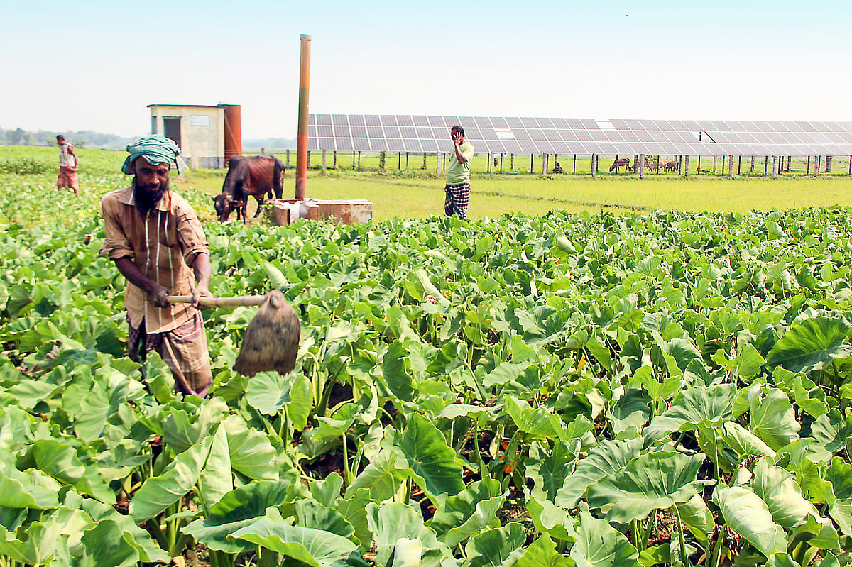 Solar power transforms Bangladesh agriculture as farmers shift from diesel to renewable energy