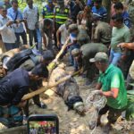 Bagerhat Authorities Remove Historic Shrine Crocodile Following Fatal Attack