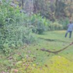 Villagers Rescue 10-Foot Python Trapped in Fishing Net in Netrokona