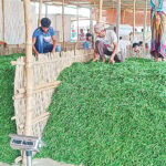 Farmers also suffer from bumper crop of chillies