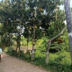 Jackfruit Yields Provide Economic Boost for Farmers in Chandpur Region