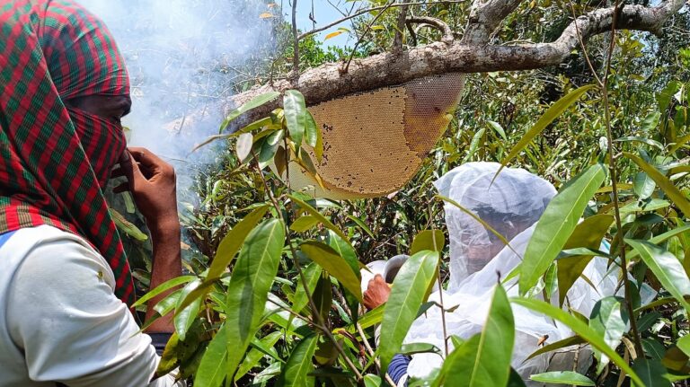 Sundarbans Honey Harvest Hits Six-Year Low Amid Security Concerns and Climate Shifts