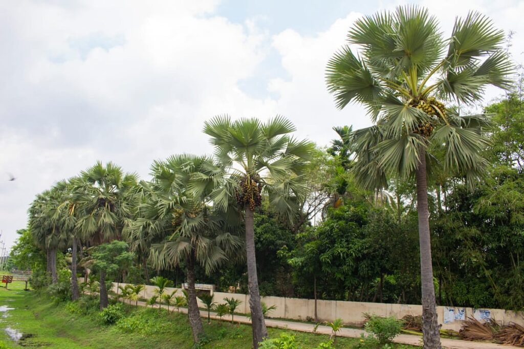 Palm tree plantation along Chandpur embankment bolsters local economy and disaster resilience