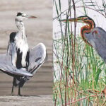 Avian Camouflage: Analyzing the Survival Strategies of Grey and Purple Herons in Bangladesh Wetlands