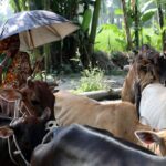 Rural Women Drive Bangladesh Dairy Industry Yet Remain Excluded from Financial Control and Ownership
