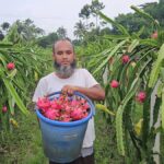 Returned migrant turns to dragon fruit farming to spark agricultural shift in Teknaf