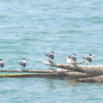 Remote Sundarbans island reveals untapped sanctuary for migratory bird species